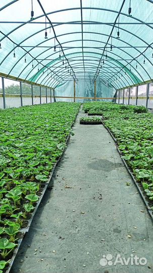 Рассада ремонтантной клубники