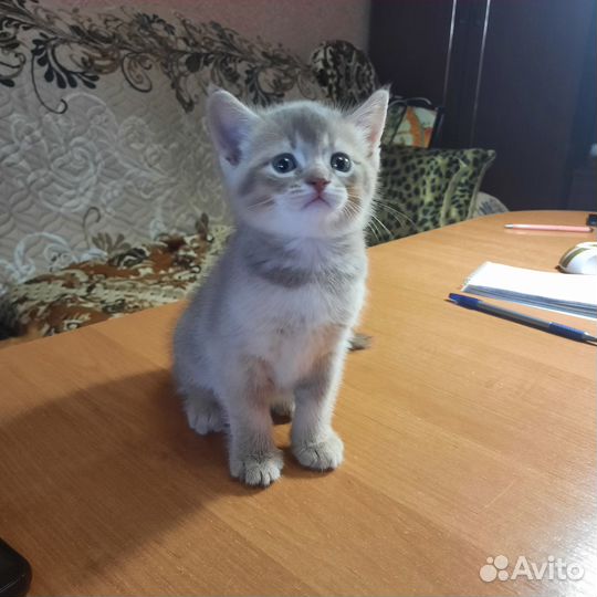 Продам котенка