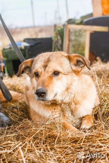 Собака для души