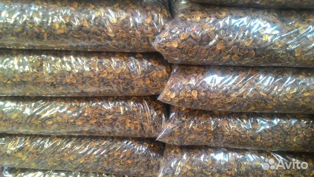 Скорлупа кедрового ореха