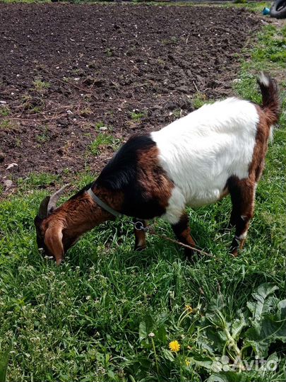 Англо нубийский козел