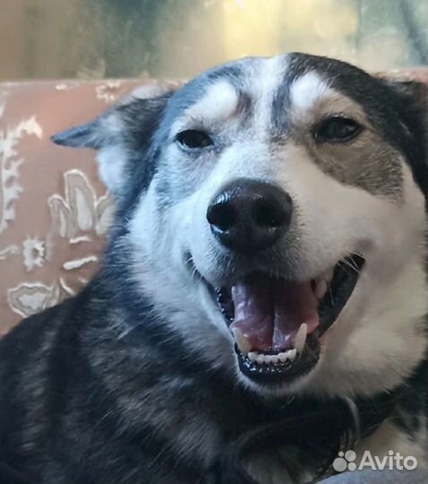 Собака в добрые руки