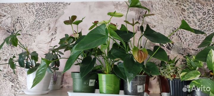 Комнатные цветы