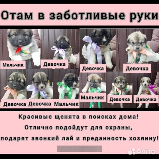 Отдам в добрые руки