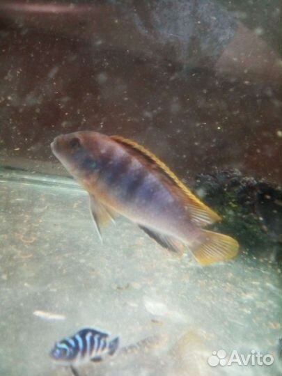 Разводчик малави