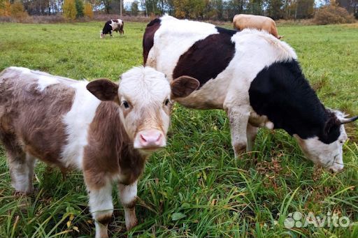 Искусственное осеменение коров