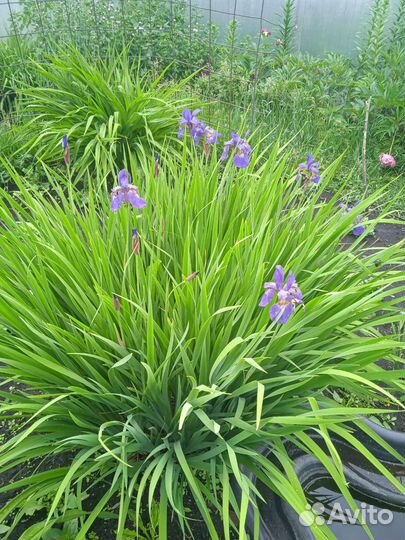 Ирис болотный