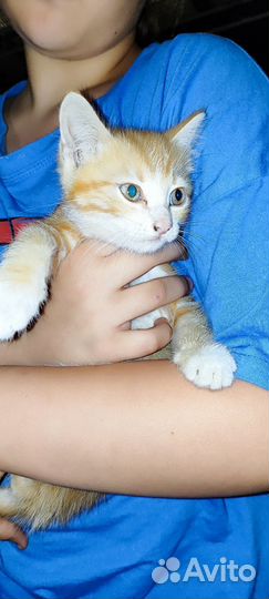 Котята девочки в добрые руки бесплатно