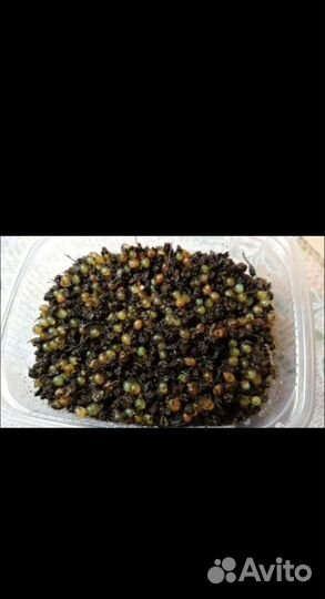 Коконы дендробены