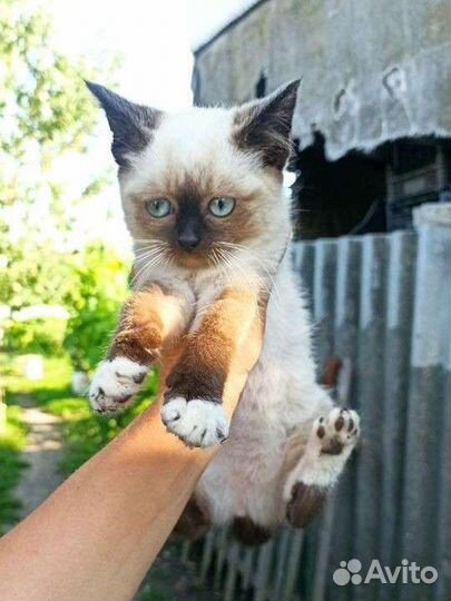 Котенок в добрые руки