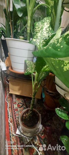 Диффенбахия