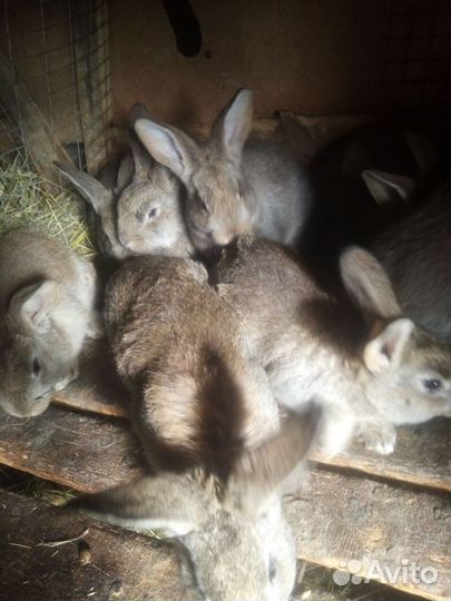 Крольчата