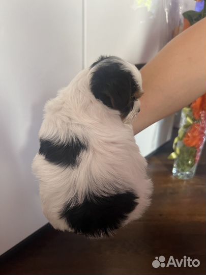 Бивер девочка