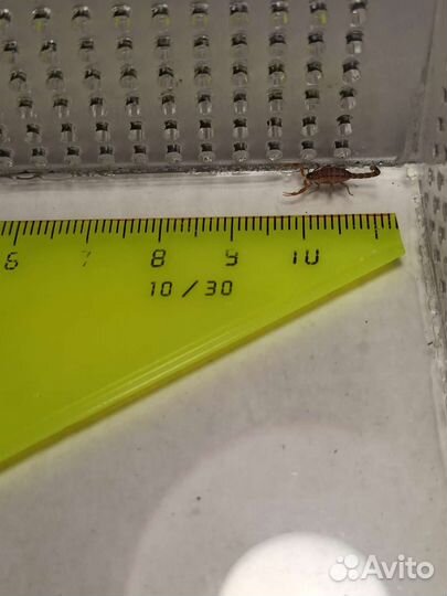 Индийский скорпион (Lychas tricarinatus)