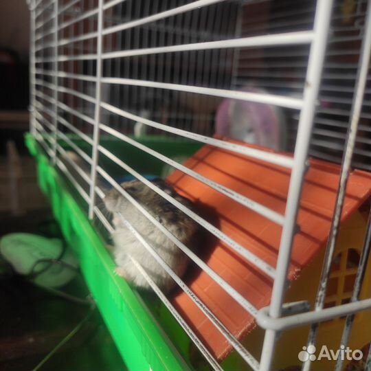 Джунгарский хомяк