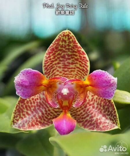 Орхидея фаленопсис: Phal. Joy Fairy Tale