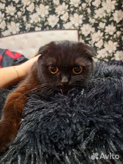 Шотландская