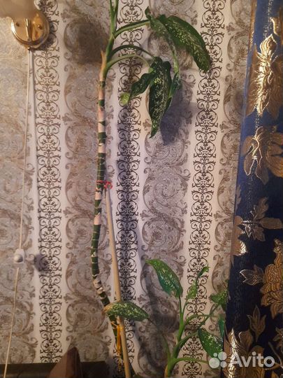 Диффенбахия 2 в 1. 1,20 метр