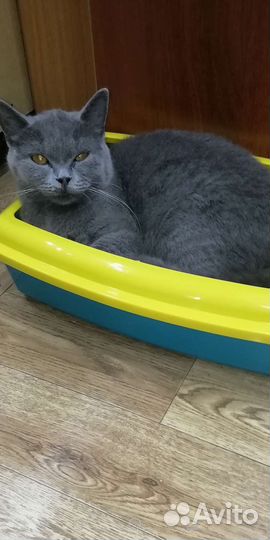 Британская кошка