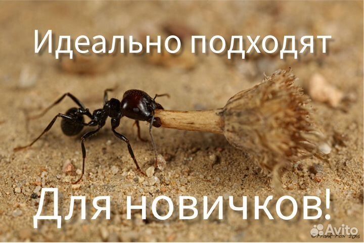 Муравьи Жнецы (Messor structor)
