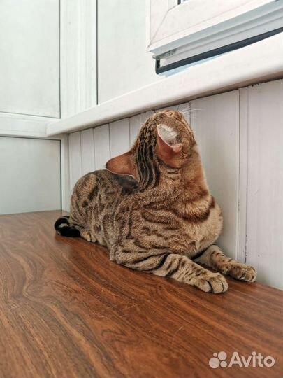 Бенгальская кошка в дар