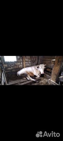 Быки на племя