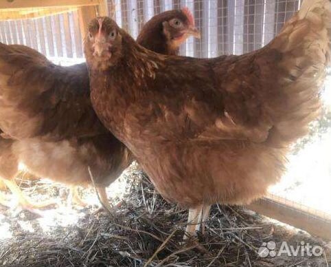 Цыплята бройлер(1-45д). Куры несушки.Петухи.Мулард