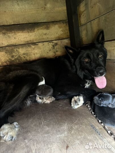 Отдам щенков в добрые руки