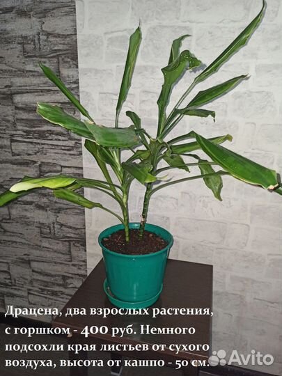 Комнатные цветы - Драцена