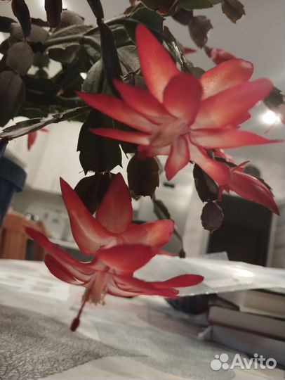 Декабрист белый, красный, жёлтый