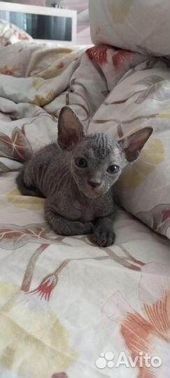 Котята сфинкс