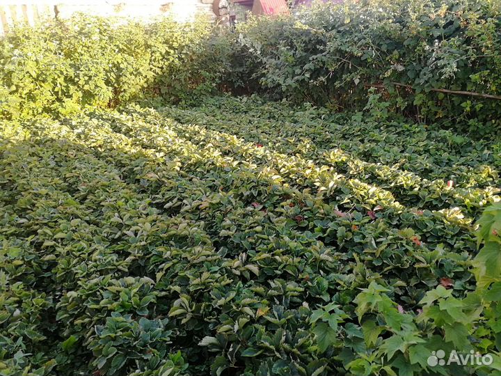 Рассада клубники, малины, смородины