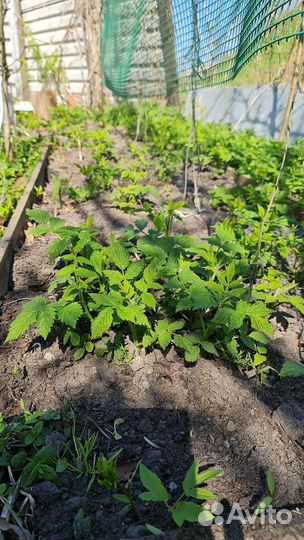 Ремонтантная малина