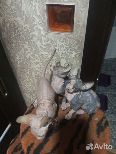 Канадский сфинкс