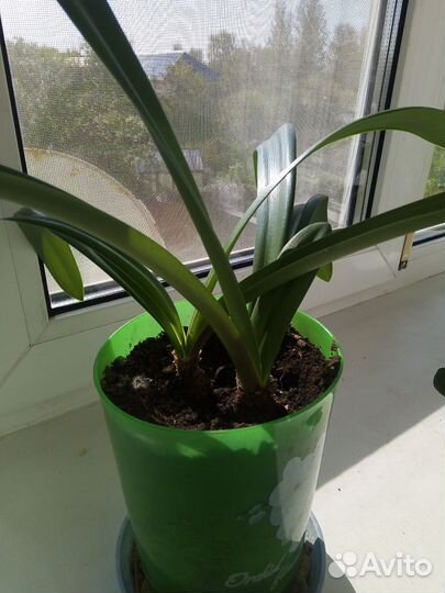 Гиппиаструм