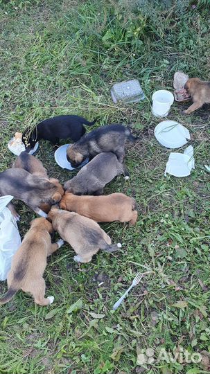 Щенки в добрые руки