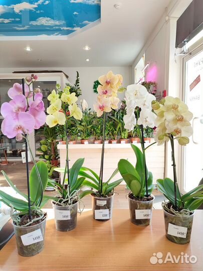 Орхидея фаленопсис доставка Комнатные цветы