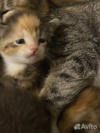 Кошка в дар бесплатно