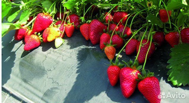 Саженцы клубники Нанди