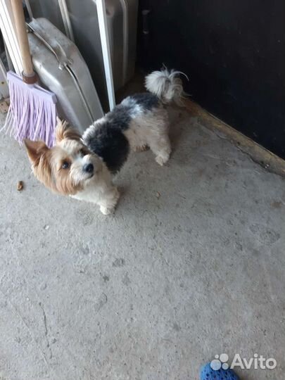 Щенок бивера