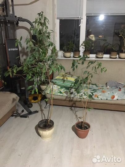 Фикус бенджамина