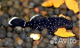 Анциструс 181 звёздчатый сом аквариумная рыбка