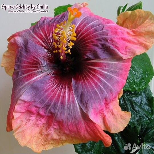 Гибискусы сортовые