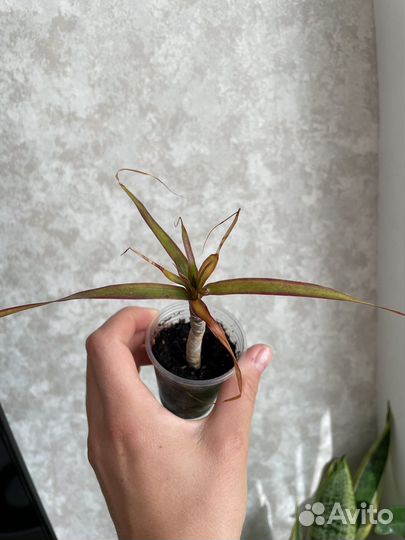 Пальма драцена