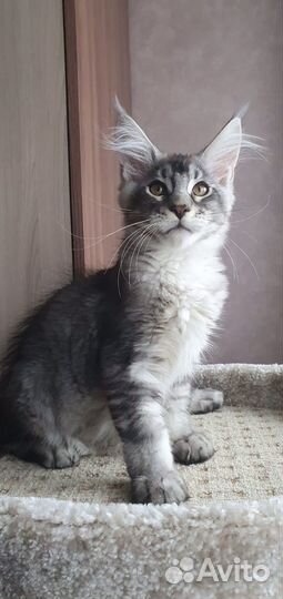 Котята мейн-кун