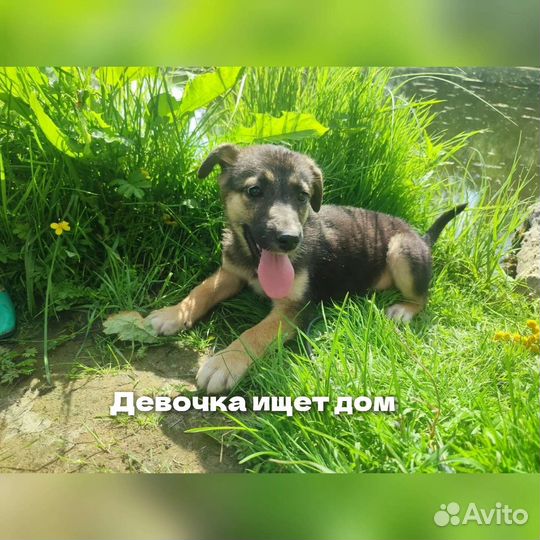 Ищут дом щенки(девочки)