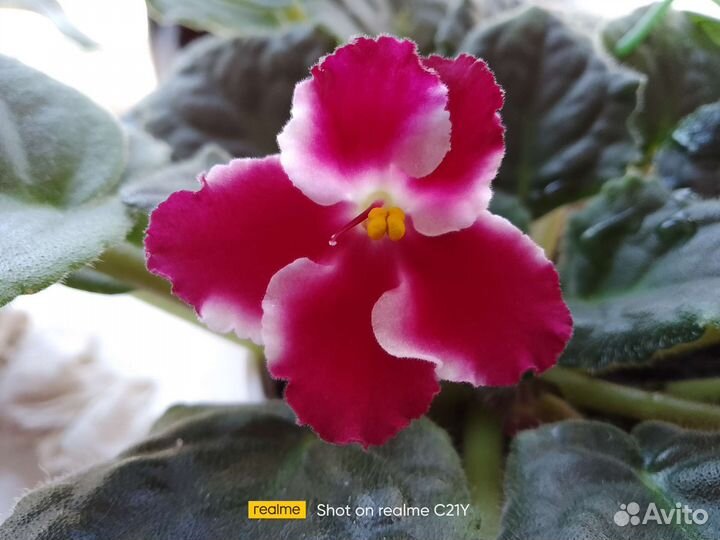 Фиалки сортовые