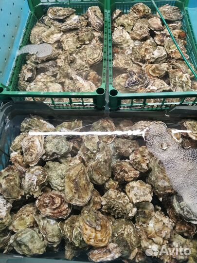 Опт Живые Устрицы&Мидии