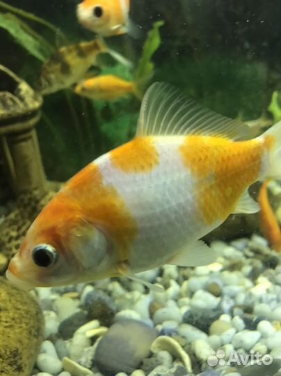 Рыба Комета, карп Кои