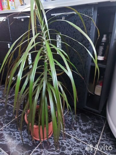 Комнатные цветы